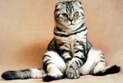 Кастрация кота