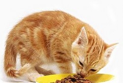 Зачем кошке нужен сухой корм?